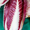100 RADICCHIO DI TREVISO Radicchio Rose Vegetable Seeds