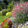200 Organic ROSE CAMPION Magenta Silver Catchfly Lychnis Silene Coronaria Flower Seeds