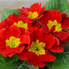 50 MIXED ENGLISH PRIMROSE Primula Vulgaris Acaulis Shade Houseplant Flower Seeds