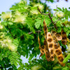 20 WOMAN'S TONGUE TREE White Mimosa Nectar Flower Albizia Lebbeck Legume Seeds