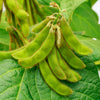 20 Edamame Green ENVY SOYBEAN Glycine Max Soy Bean Vegetable Seeds