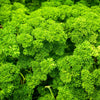1500 TRIPLE CURLED PARSLEY Petroselinum Hortensis Herb Vegetable Seeds