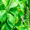 500 CLOVE BASIL Ocimum Basilicum Herb Flower Seeds