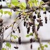 Chocolate Vine Seeds – Edible Fruit Akebia Trifoliata Flower Ornamental Climber – photo 5