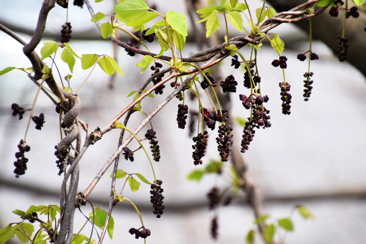 Chocolate Vine Seeds – Edible Fruit Akebia Trifoliata Flower Ornamental Climber – photo 5