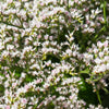 30 GERMAN STATICE White Sea Lavender Goniolimon Tataricum Limonium Flower Seeds