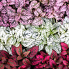 10 Dwarf Mixed Colors POLKA DOT PLANT Red Pink White Rose Splash Select Hypoestes Phyllostachya Flower Houseplant Seeds