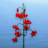 10 CORAL LILY Siberian Turk's Cap Lilium Pumilum Coral Red Fragrant Flower Seeds