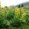 30 GREAT YELLOW GENTIAN Gentiana Lutea Herb Flower Seeds