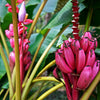 5 DWARF PINK BANANA Velvet Musa Velutina Flowering Fruit Tree Seeds