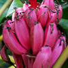 5 DWARF PINK BANANA Velvet Musa Velutina Flowering Fruit Tree Seeds