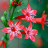 200 STANDING CYPRESS (Scarlet Gilia) Ipomopsis Rubra Flower Seeds