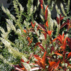200 WHITE MIGNONETTE Reseda Alba Very FRAGRANT Flower Seeds
