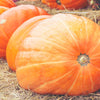 25 MAMMOTH GOLD PUMPKIN Cucurbita Maxima Carving Pie Vegetable Seeds