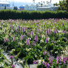 Dwarf Foxy Mix Foxglove Seeds – Digitalis Purpurea Flower – photo 5