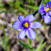 200 BLUE EYED GRASS (Western or Californian) Sisyrinchium Bellum Flower Seeds