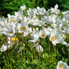 5 MADONNA ANEMONE Sylvestris White & Yellow Flower Seeds