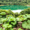 10 GUNNERA INSIGNIS Giant Rhubarb (Leaves up to 6' Wide, Red Flower Spikes to 3') Dinosaur Plant Seeds