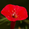 30 CARDINAL CLIMBER VINE Ipomea Quamoclit Red Flower Seeds