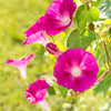 50 SCARLET O'Hara MORNING GLORY Red Ipomoea Nil Flower Vine Seeds