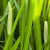 250 SWEET FLAG GRASS Wetland Pond Acorus Calamus Ornamental Seeds