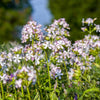 50 WHITE ROCK SOAPWORT Saponaria Vaccaria Alba Flower Seeds