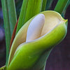 15 Lacy TREE PHILODENDRON Split Leaf Cut-leaf Selloum House Plant Seeds