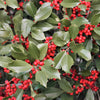 40 AMERICAN HOLLY Ilex Opaca Tree Shrub Evergreen Red Berry Seeds - aka White Holly, Prickly Holly, Christmas Holly, Yule Holly