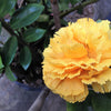 50 YELLOW CARNATION Dianthus Caryophyllus Grenadin Double Flower Seeds