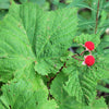 50 THIMBLEBERRY Rubus Parviflorus Edible Red Berry Fruit Native White Flower Sun or Shade Shrub Seeds