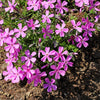 20 PRAIRIE PHLOX Pilosa Mixed Colors Pink Purple White Native Flower Seeds