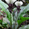 5 WHITE BAT FLOWER Tacca Integrifolia Nivea Bat Head Lily Flower Seeds