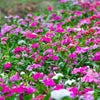 100 DWARF Little MIX PERIWINKLE / Vinca Rosea Flower Seeds