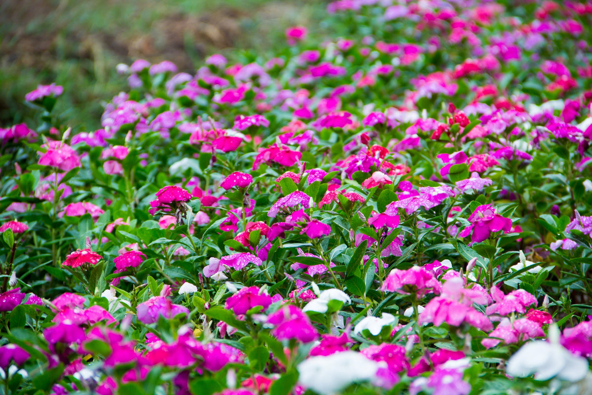 Dwarf Little Mix Periwinkle / Vinca Rosea Flower Seeds – photo 6