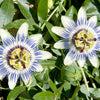 10 Blue Crown PASSION FLOWER / Passion FRUIT Passiflora Caerulea Orange Fruit Vine Seeds