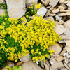 200 GOLDEN CARPET SEDUM Acre Gold Moss Stonecrop Flower Seeds