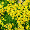 200 GOLDEN CARPET SEDUM Acre Gold Moss Stonecrop Flower Seeds