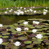 White Water Lily Seeds – / Lily Pad / Sacred Asian Water Lotus Nymphaea Ampla Flower – photo 9