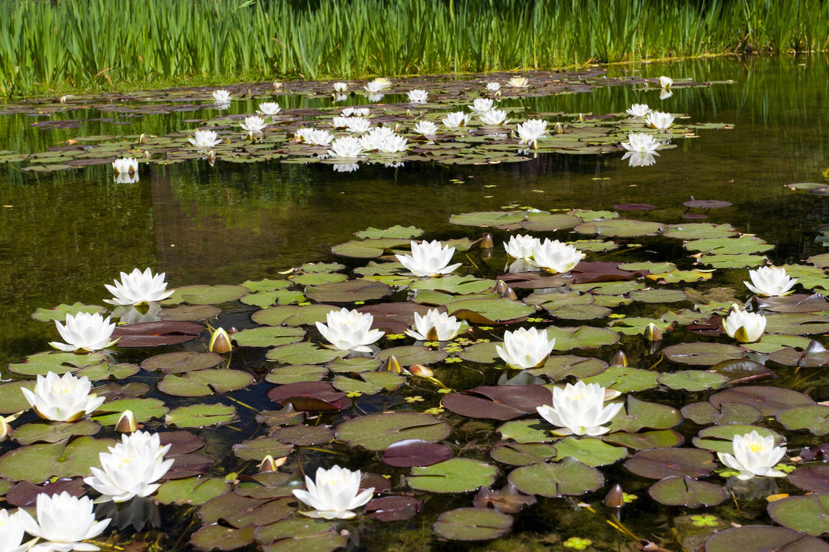 White Water Lily Seeds – / Lily Pad / Sacred Asian Water Lotus Nymphaea Ampla Flower – photo 9