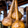 Dipper Gourd Seeds – Siphon Gourd Green Lagenaria Siceraria Vegetable
