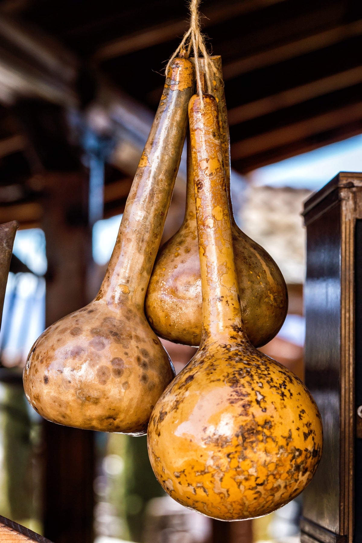 Dipper Gourd Seeds – Siphon Gourd Green Lagenaria Siceraria Vegetable
