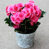 10 BRIGHT PINK DOUBLE BEGONIA Tuberosa Tuberous Begonia Shade Flower Seeds