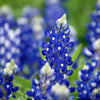 150 TEXAS BLUEBONNET LUPINE Lupinus Texensis Flower Seeds