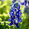 150 TEXAS BLUEBONNET LUPINE Lupinus Texensis Flower Seeds