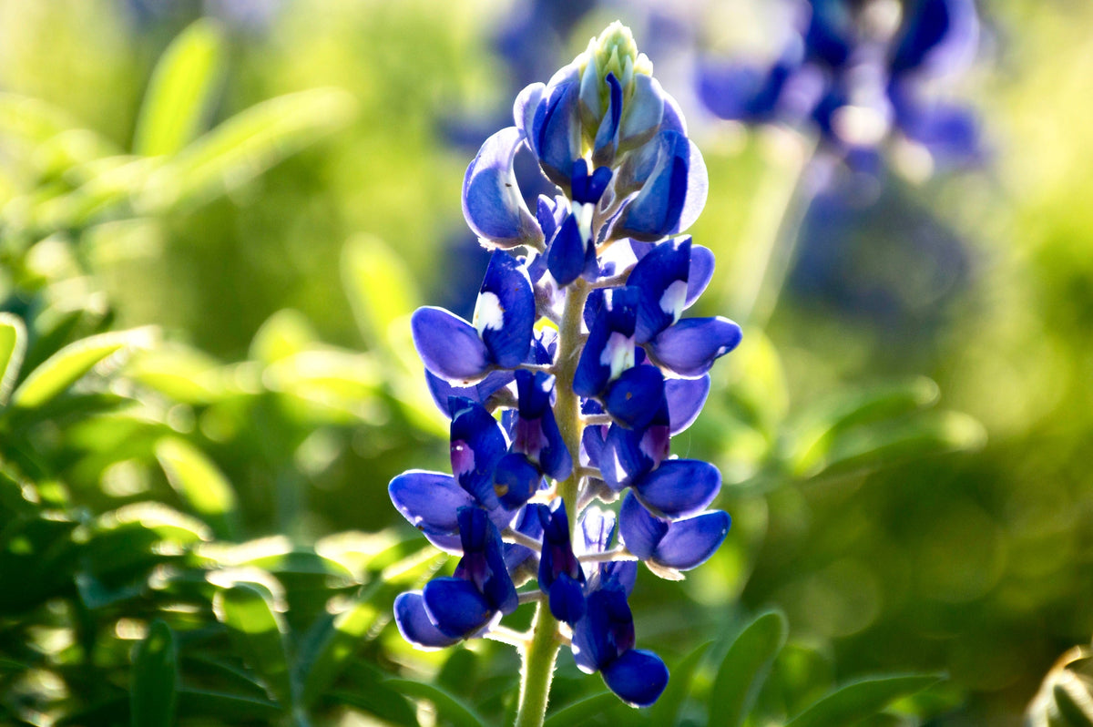 Texas Bluebonnet Lupine Seeds – Lupinus Texensis Flower – photo 9