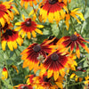 4000 Indian Summer GLORIOSA DAISY Rudbeckia Hirta Red Yellow Brown Flower Seeds