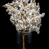 75 WHITE POPPING SORGHUM Bicolor Snack Vegetable Flour Grain Seeds