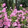 100 MIXED CANTERBURY BELLS - Crown Mix Campanula Medium Flower Seeds