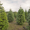 Grow Your Own CHRISTMAS TREE - Douglas Fir ( Pseudotsuga Menziesii ) Gift Packet of Tree Seeds
