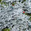 300 SILVERDUST DUSTY MILLER Cineraria Maritima Jacobaea Senecio Flower Seeds